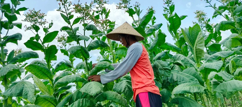 Petani tembakau Na-Oogst di Desa Nogosari, Rambipuji. Pemkab Jember juga menggandeng akademisi demi mengikatkan komoditas unggulan dari Jember tersebut dan komoditas lainnya. (Maulana/Radar Jember)