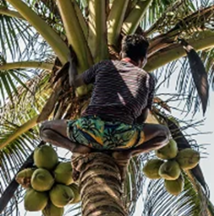 Harga Kelapa Naik, Buruh Petik di Kulon Progo Raup Untung Lebih Meski Pekerjaan Penuh Risiko