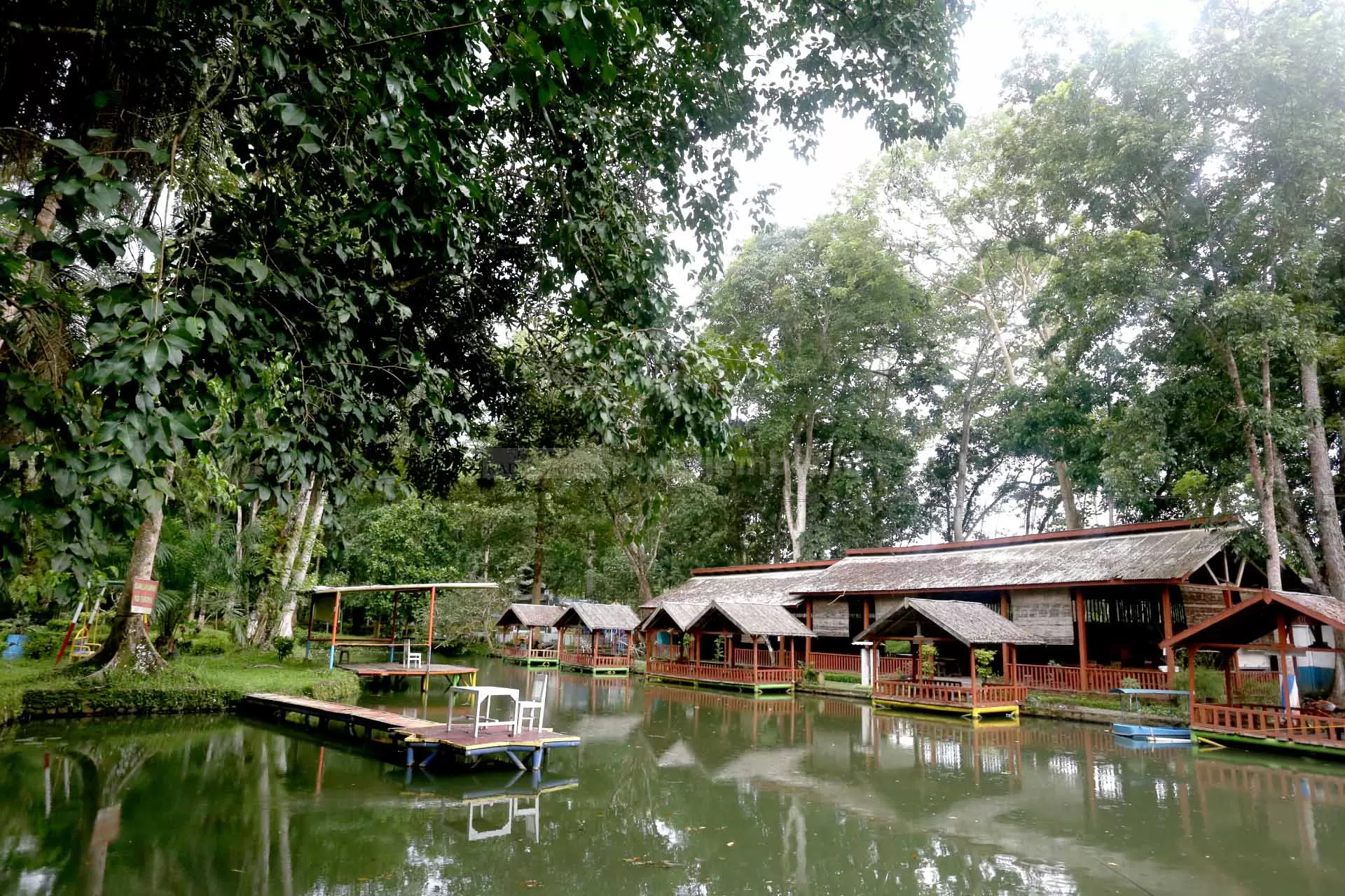 Perkebunan karet di Desa Glantangan, Kecamatan Tempurejo, Kabupaten Jember
