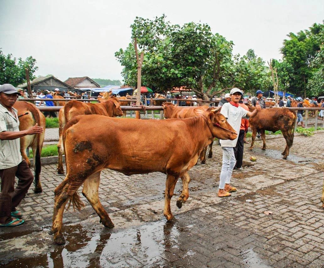 RAMAI: Kondisi pasar hewan Lumajang terus didatangi calon pembeli untuk kebutuhan hewan kurban.