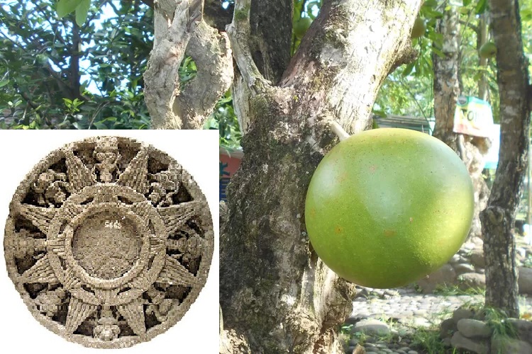 Ilustrasi buah maja.