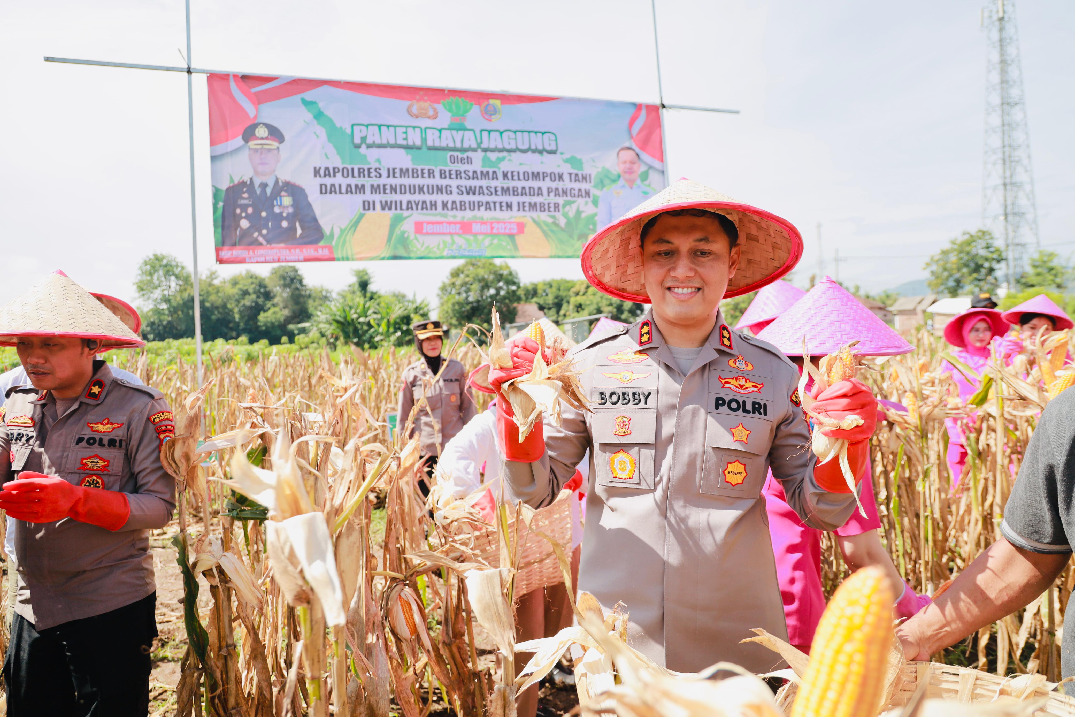 PANEN : Polres Jember turut andil bersyama warga Lojejer untuk ikut panen raya jagung sekaligus menanam benih jagung baru, di Desa Lojejer, Kecamatan Wuluhan, Sabtu, (24/5). (POLRES JEMBER)