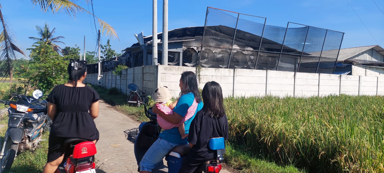 PENASARAN: Warga masih penasaran dengan terjadinya kebakaran kandang ayam di Dusun Bedadung Wetan, Desa Kaliwining, Kecamatan Rambipuji yang terbakar pada Sabtu (24/5/2025) malam. (JUMAI/RADARJEMBER