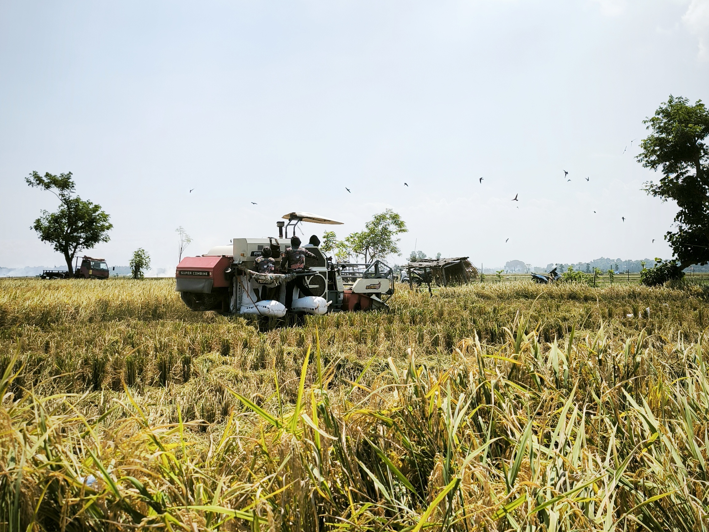 PRODUKSI MELIMPAH: Proses pemanenan padi milik petani di Desa Sumberejo Kecamatan Ambulu menggunakan mesin combine harvester 1 Mei lalu. (MEGA SILVIA/RADAR JEMBER)