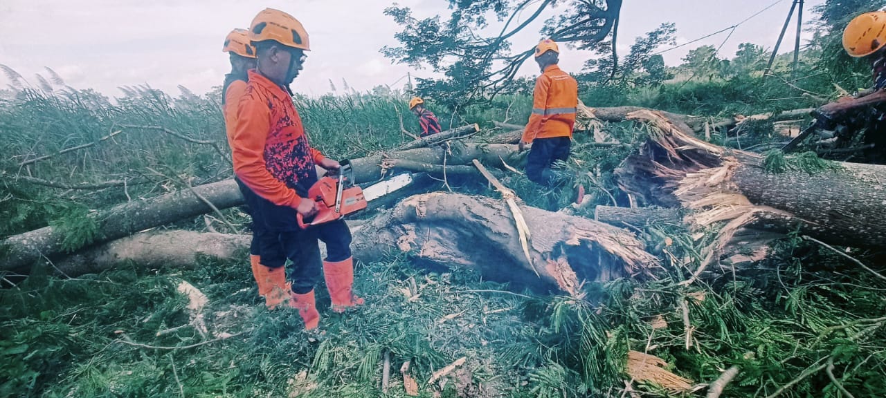 MEMOTONG: Petugas saat melakukan evakuasi pohon yang tumbang.