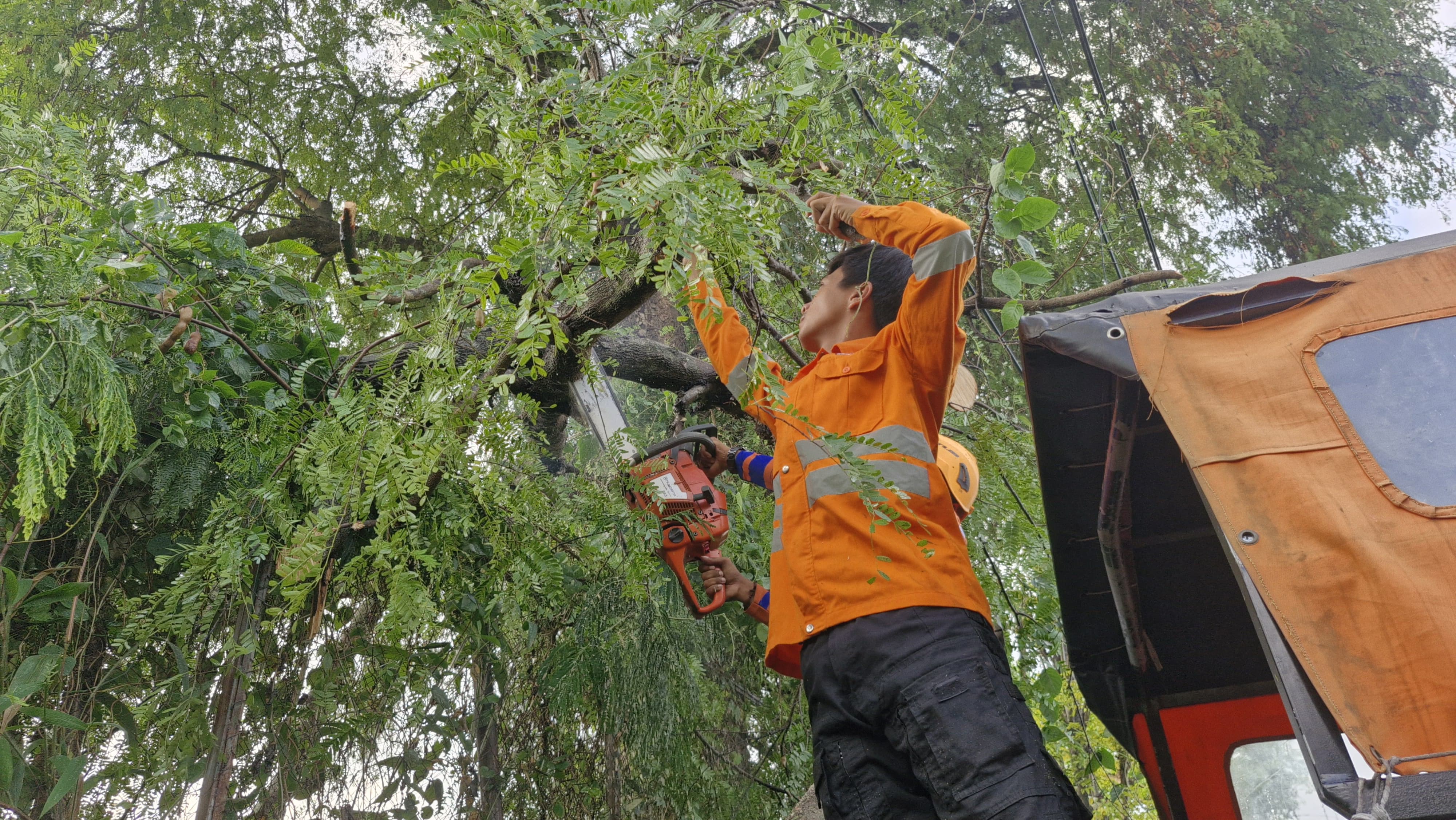 GOTONG-ROYONG: Petugas saat memotong pohon tumbang agar bisa dievakuasi