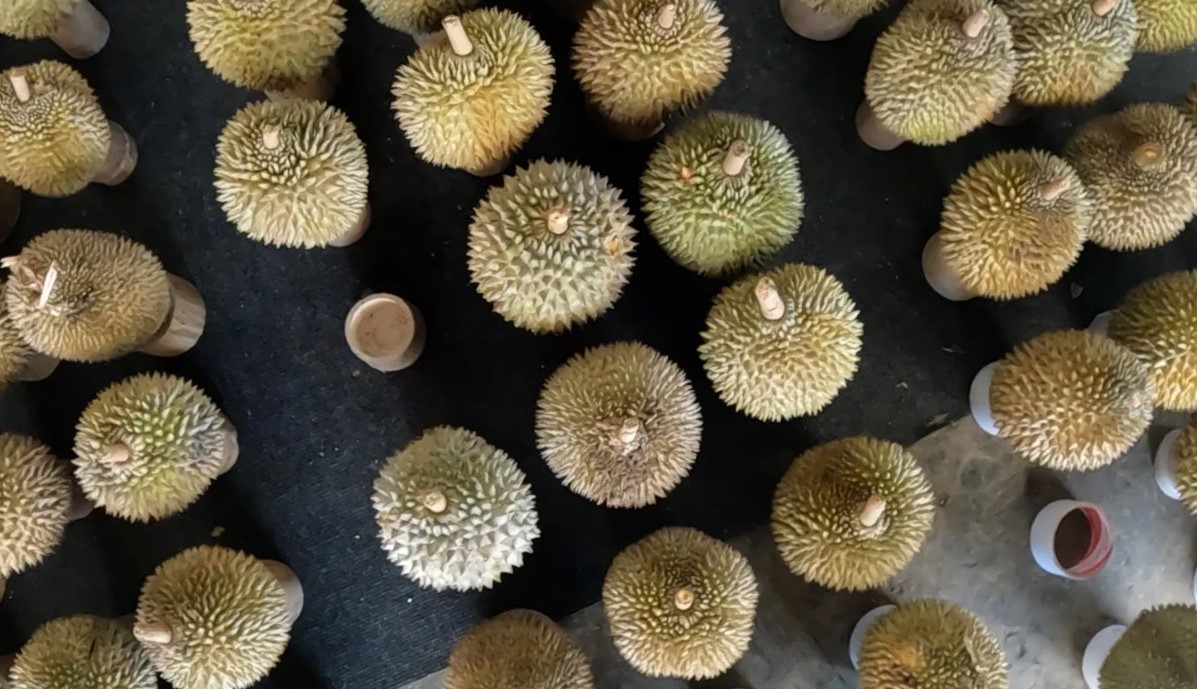 Durian kembang Lumajang menjadi primadona banyak konsumen karena memiliki kualitas rasa yang nikmat.