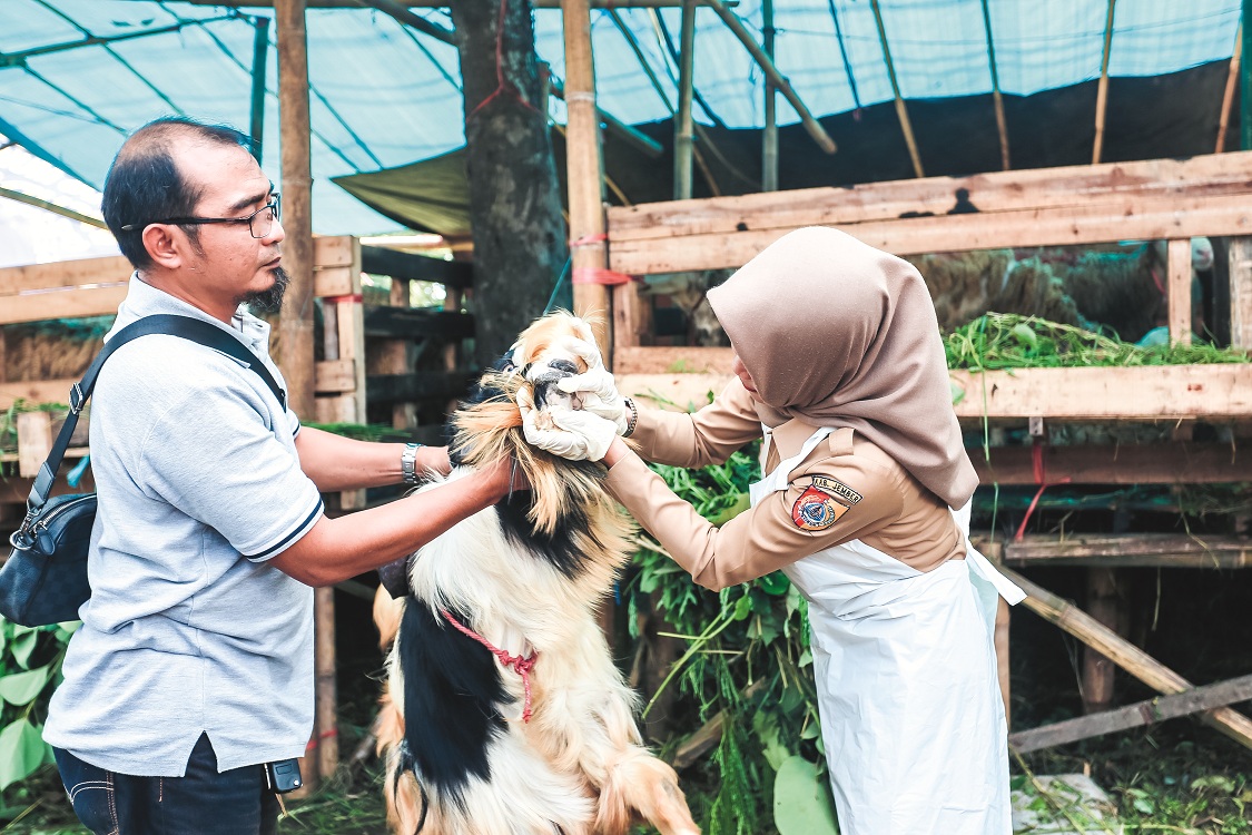 SIDAK: Kepala Bidang Keswan DKPP Jember drh Elok Kristanti memeriksa sejumlah kambing yang dijual di Jalan Teuku Umar, Kelurahan Tegal Besar, Kaliwates, kemarin (2/6/2025). (YULIO FA/RADAR JEMBER)
