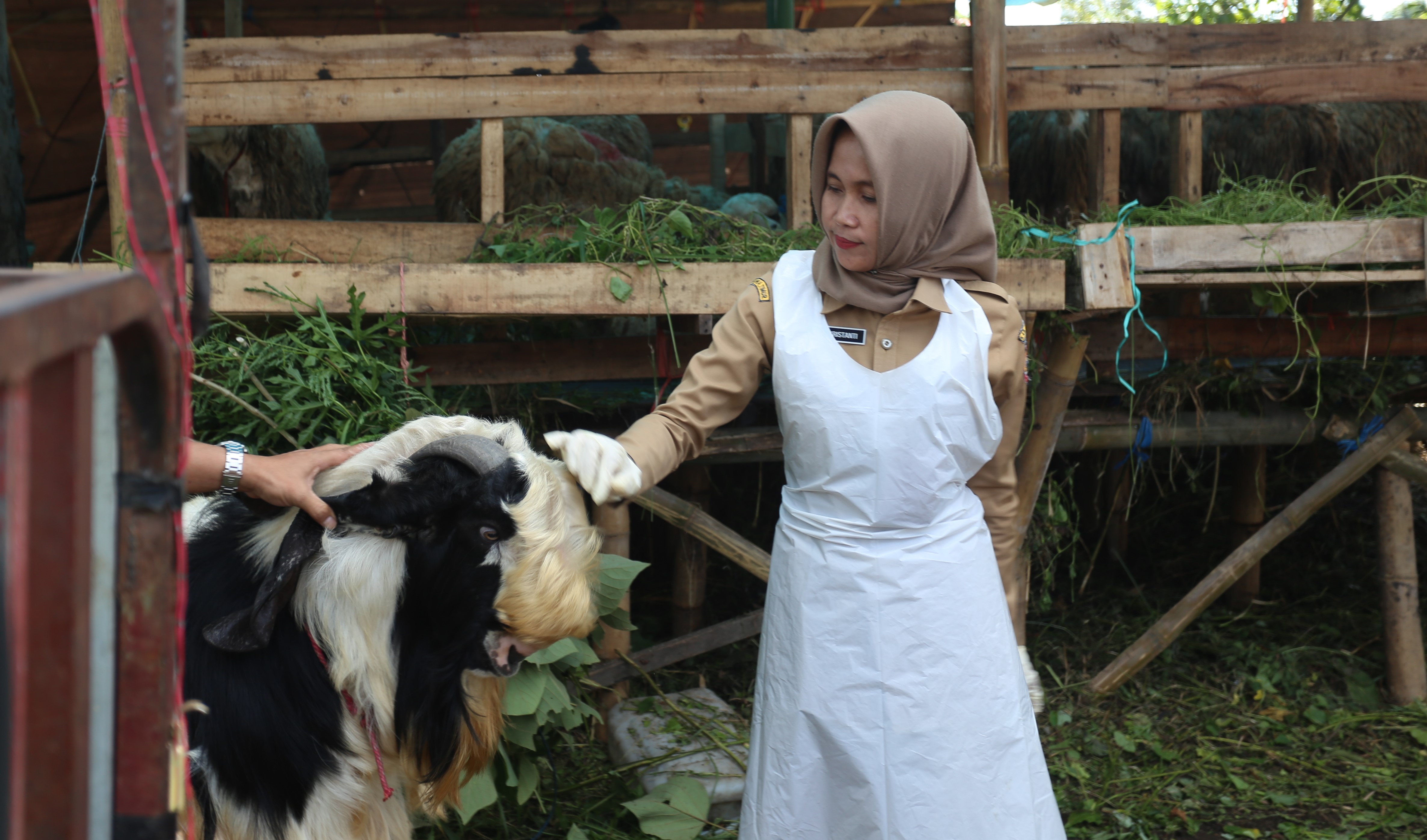 SIDAK: Kepala Bidang Kesehatan Hewan (Keswan) Dinas Ketahanan Pangan dan Peternakan Jember drh Elok Kristanti memeriksa sejumlah kambing di Tegal Besar, Senin (2/6)