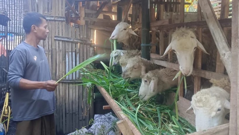 Yunan, peternak kambing di Bondowoso memberi pakan kambing peliharaannya.