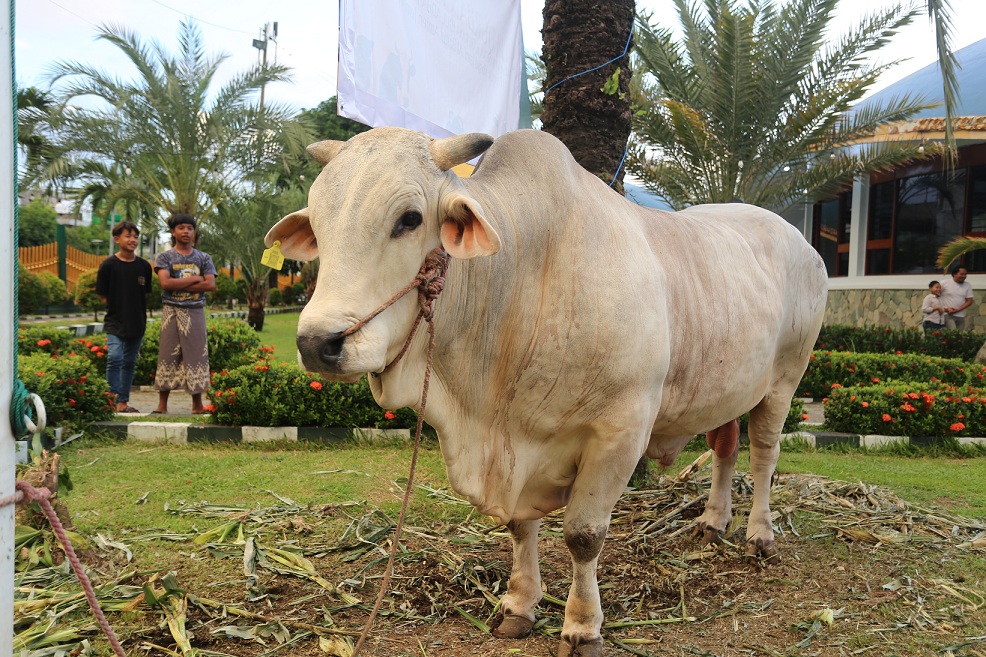JUMBO: Sapi peranakan ongole yang diberi nama Suro Gentho milik Anwar Fanani peternak asal Kecamatan Sumbersari ini dibeli dan dikurbankan di Jember oleh Presiden Prabowo Subianto. (Yulio/RJ)