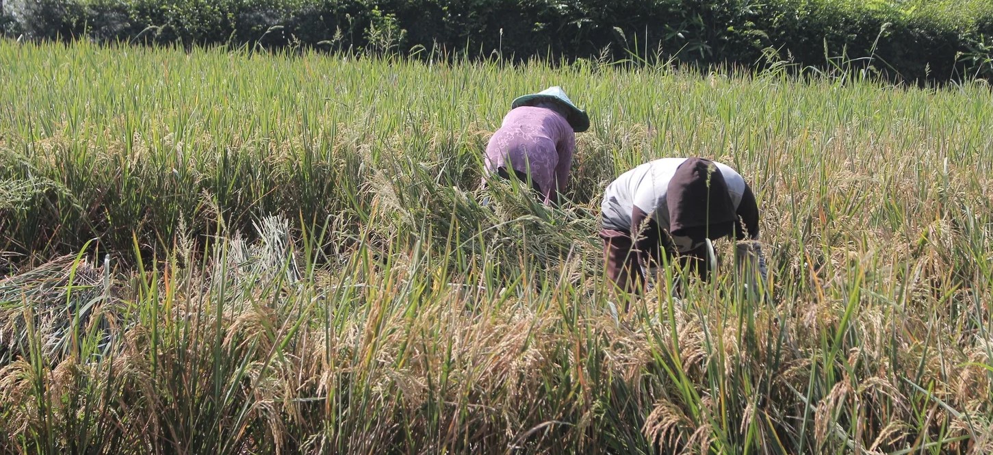 Petani di Desa Karanganom, Kecamatan Pasrujambe menerima lapang dada hasil panen selama serangan hama tikus.