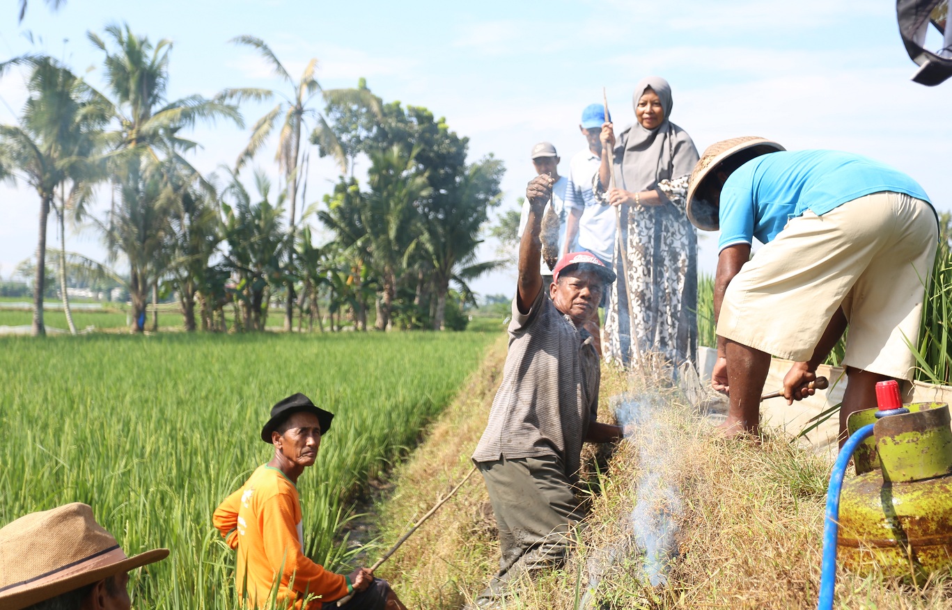 BERBURU: Petani melakukan pengendalian masal hama tikus menggunakan penyembur api rakitan dari LPG, di Desa Glagahwero Kecamatan Panti, kemarin (16/6/2025).