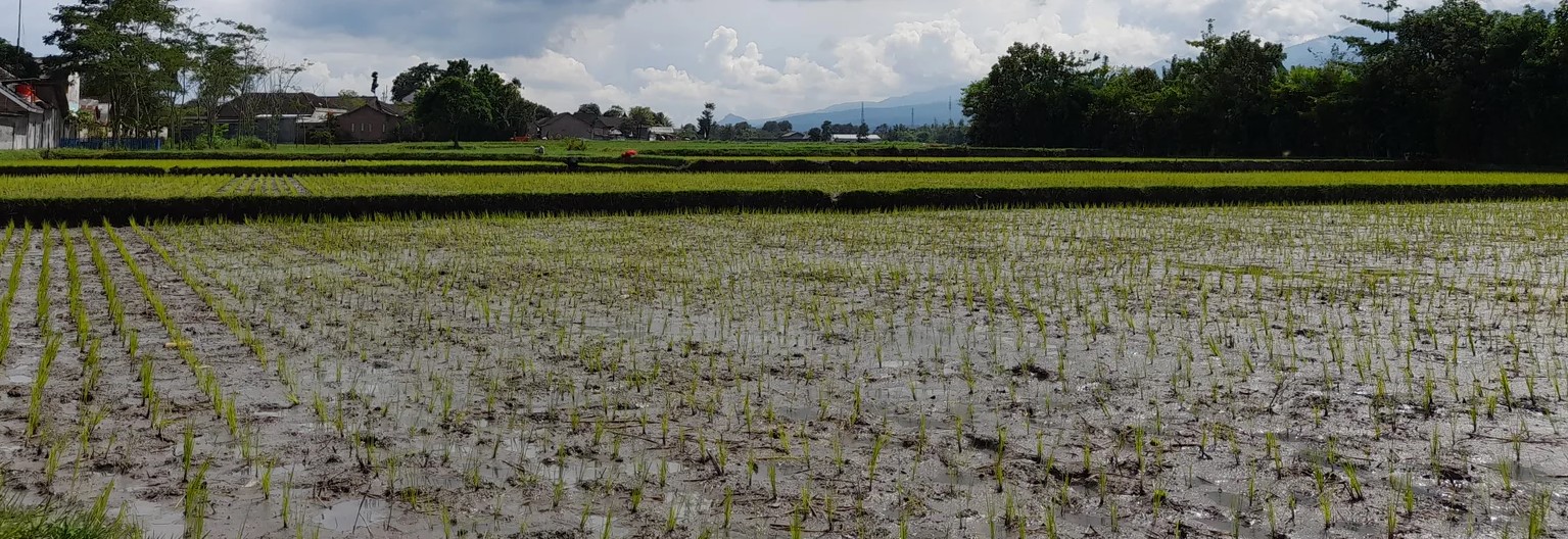 MEMBENTANG LUAS: Salah satu sawah warga di wilayah Bondowoso yang baru ditanami padi oleh petani.