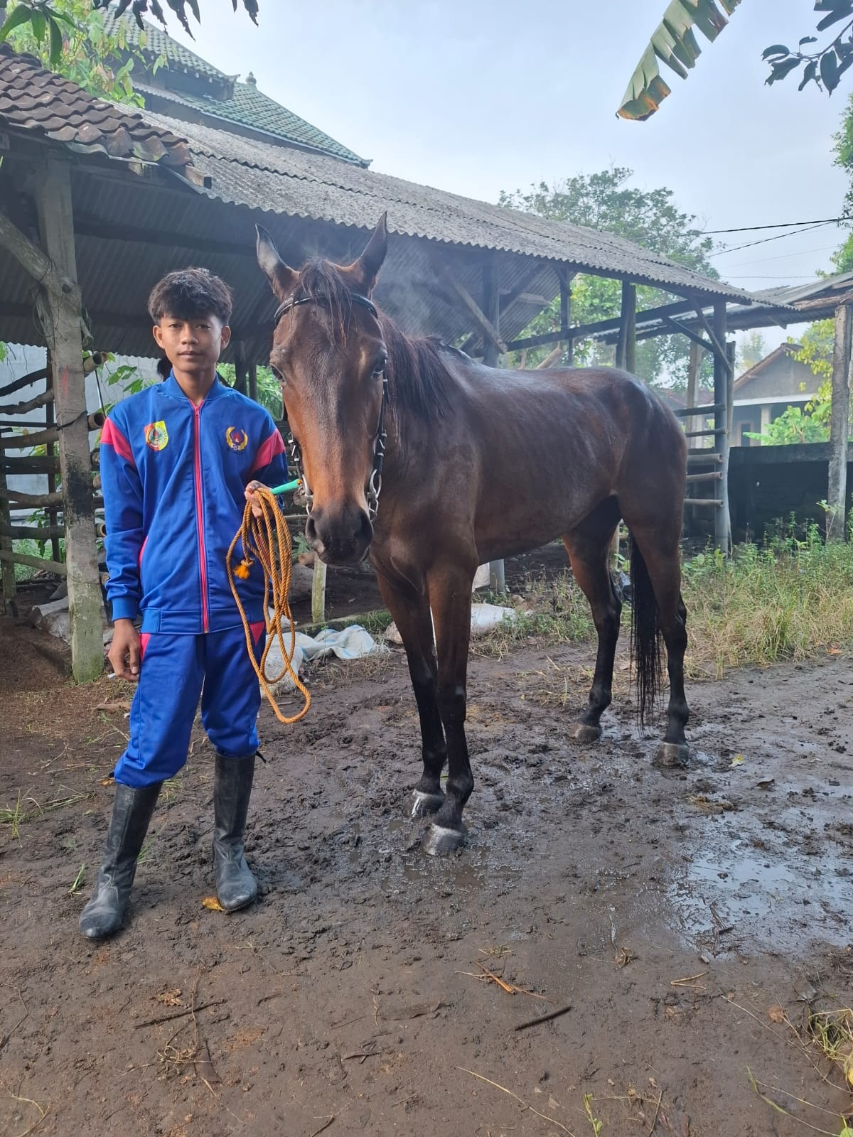 PERSIAPAN: Atlet pacuan kuda Jember, Muhammad Ramadani, hendak bertanding dengan membawa kuda milik Bupati Jember Muhammad Fawait bernama Renata Putri.