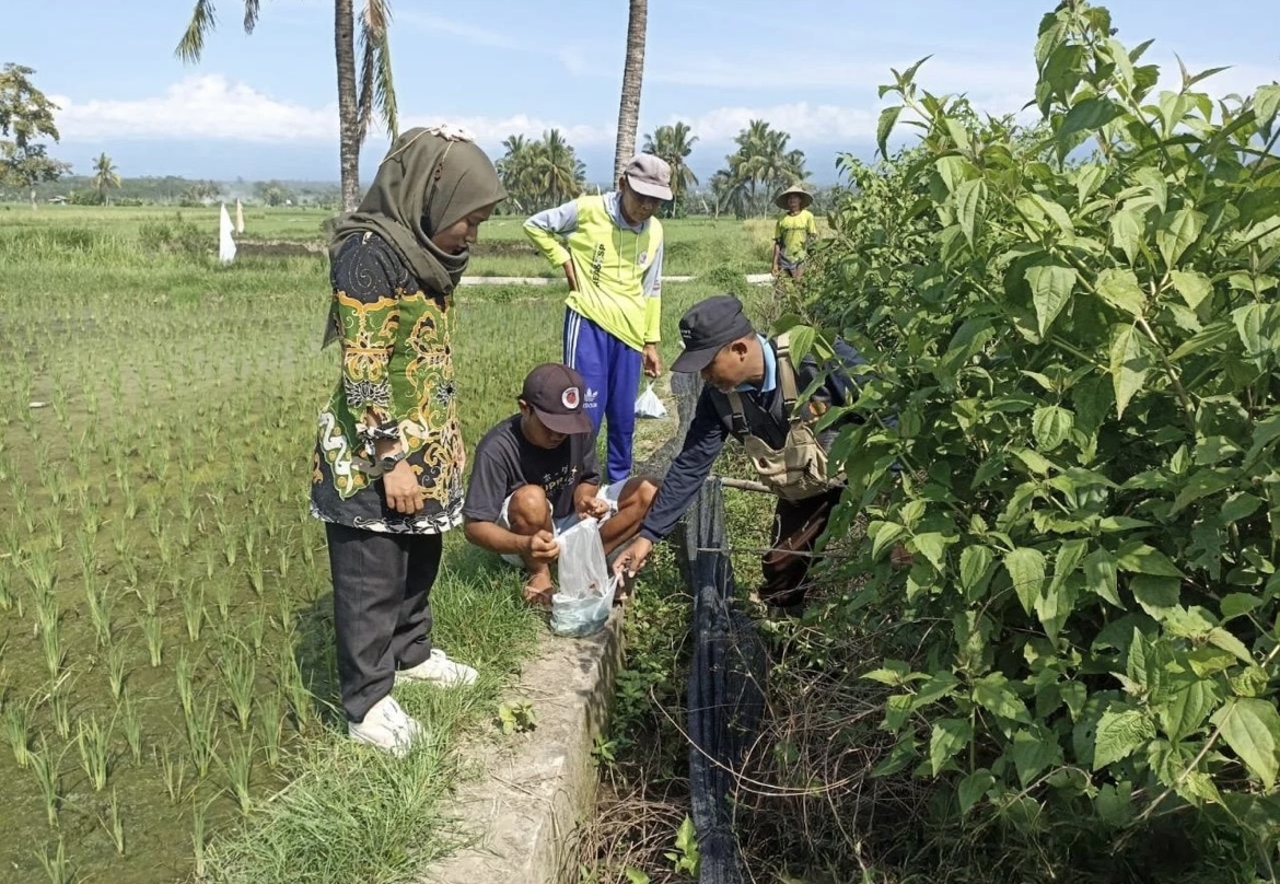 BASMI: Proses pengendalian hama atau gropyokan tikus di sejumlah desa terus dilakukan untuk mengantisipasi gagal panen. (ADE APRYANIS/RAME)