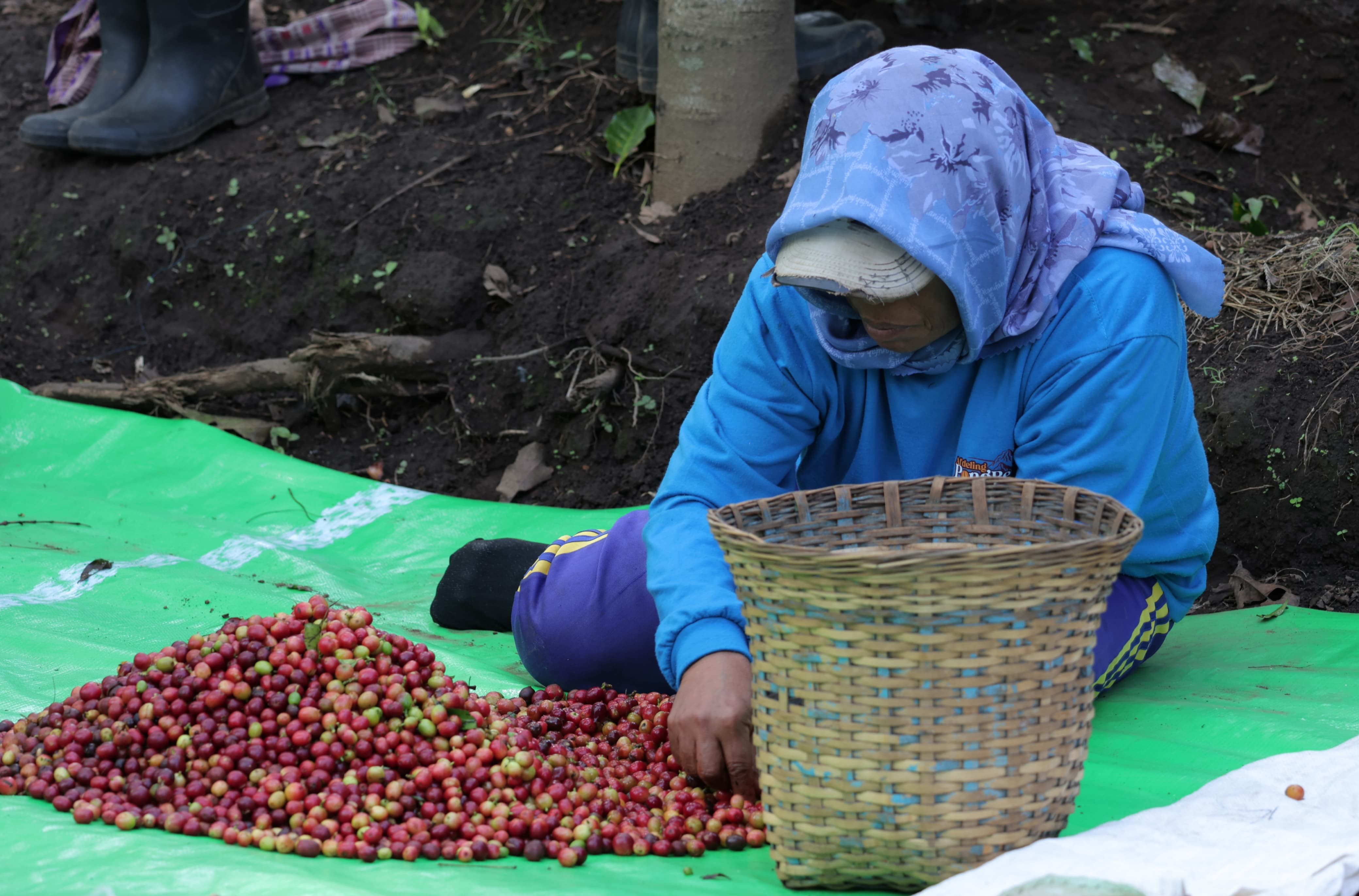MEMILAH: petani kopi usai memetik kopi arabica khas Bondowoso (FAQIH/RJ)