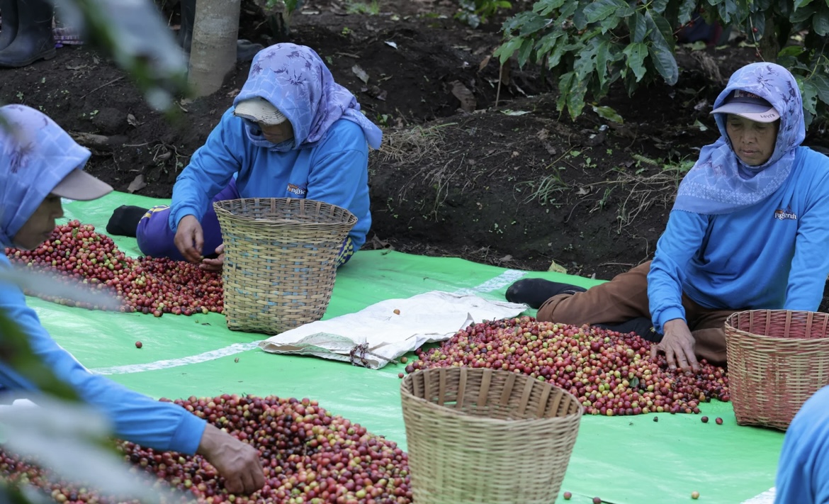 BEKERJA: Sejumlah petani saat memetik kopi arabica khas Ijen, Selasa (25/6) Dorong Hilirisasi Kopi Ijen. (PT PERKEBUNAN NUSANTARA)