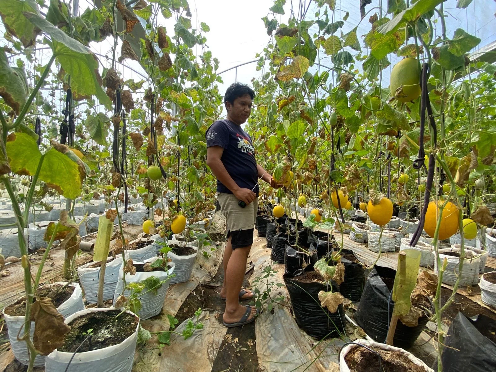 INOVATIF: Salah seorang petani muda di Bondowoso melihat tanaman melon di green house miliknya.