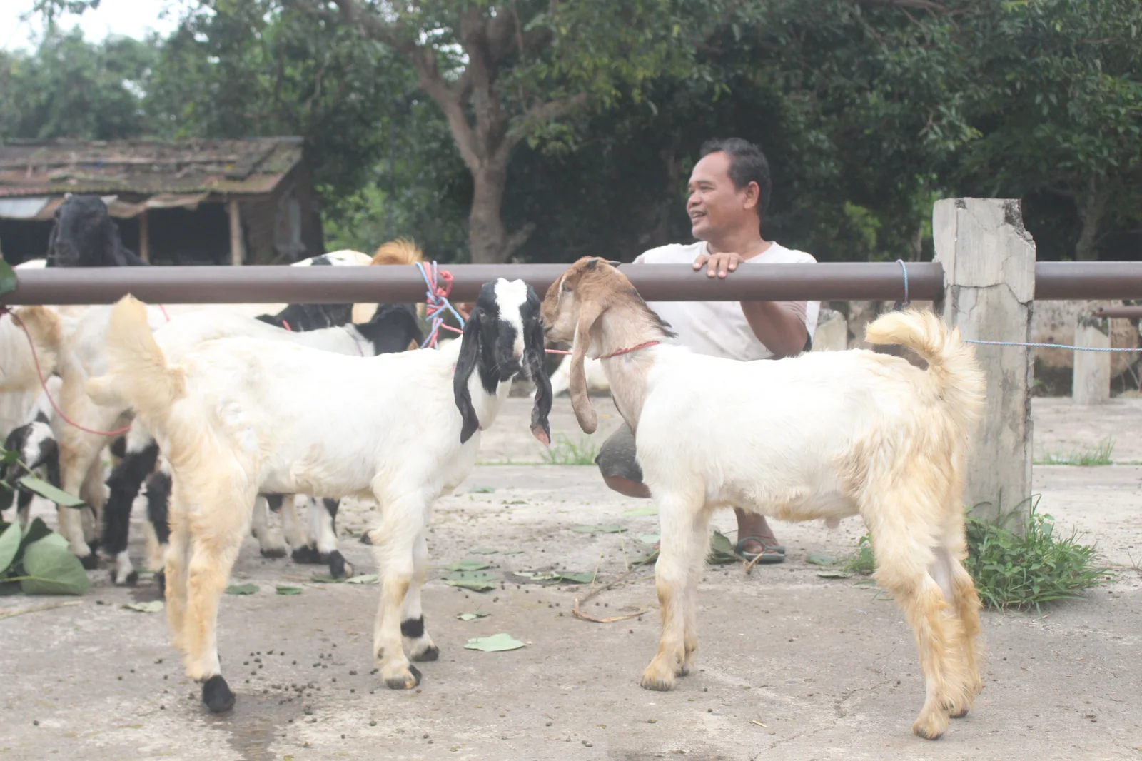 POTENSI BESAR: Salah seorang pedagang menjual kambing di Pasar Selasaan Bondowoso.
