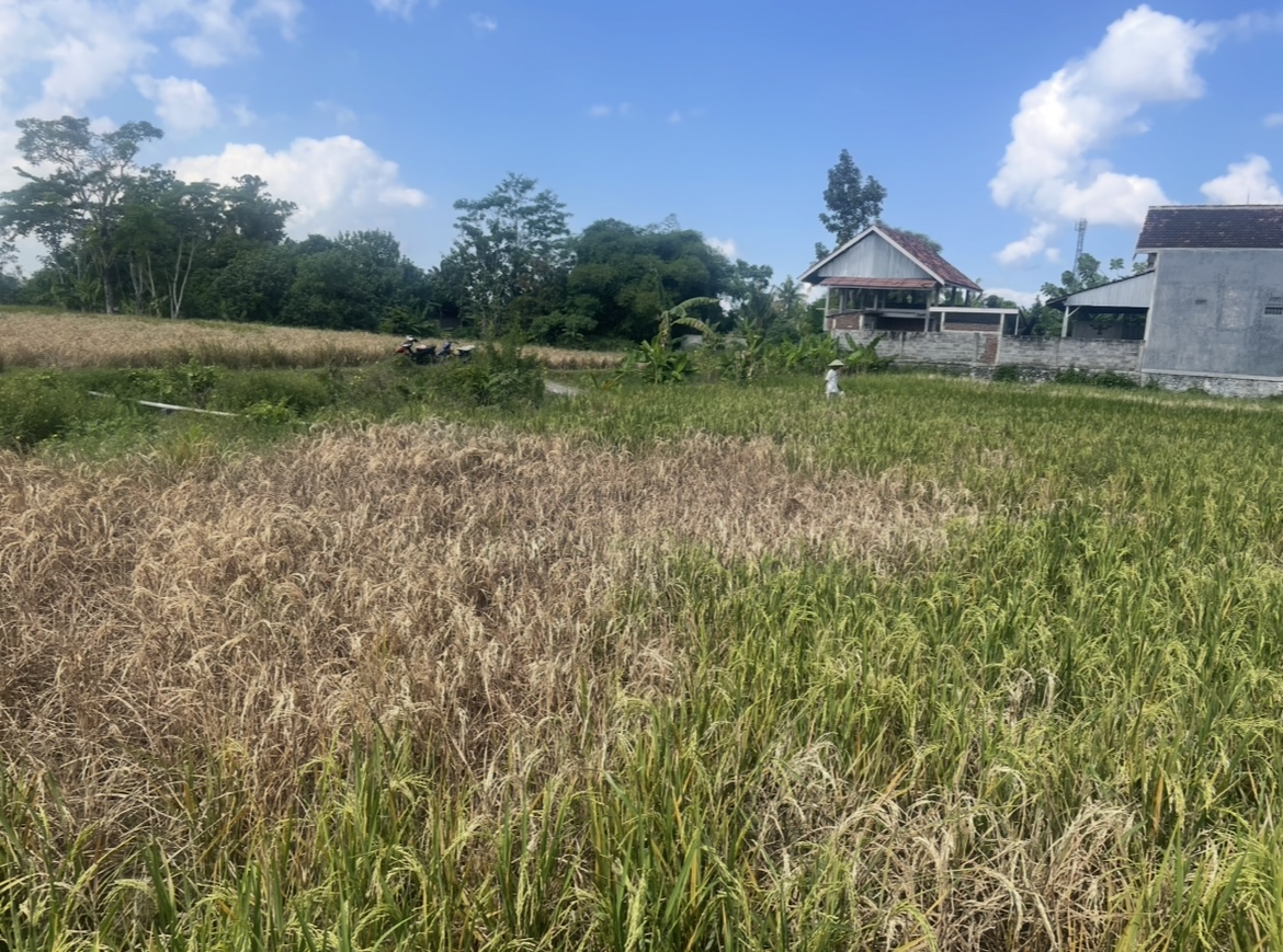 NELANGSA: Sejumlah lahan sawah warga terdampak serangan hama wereng yang membuat petani gagal panen. (ADE APRYANIS/RAME)
