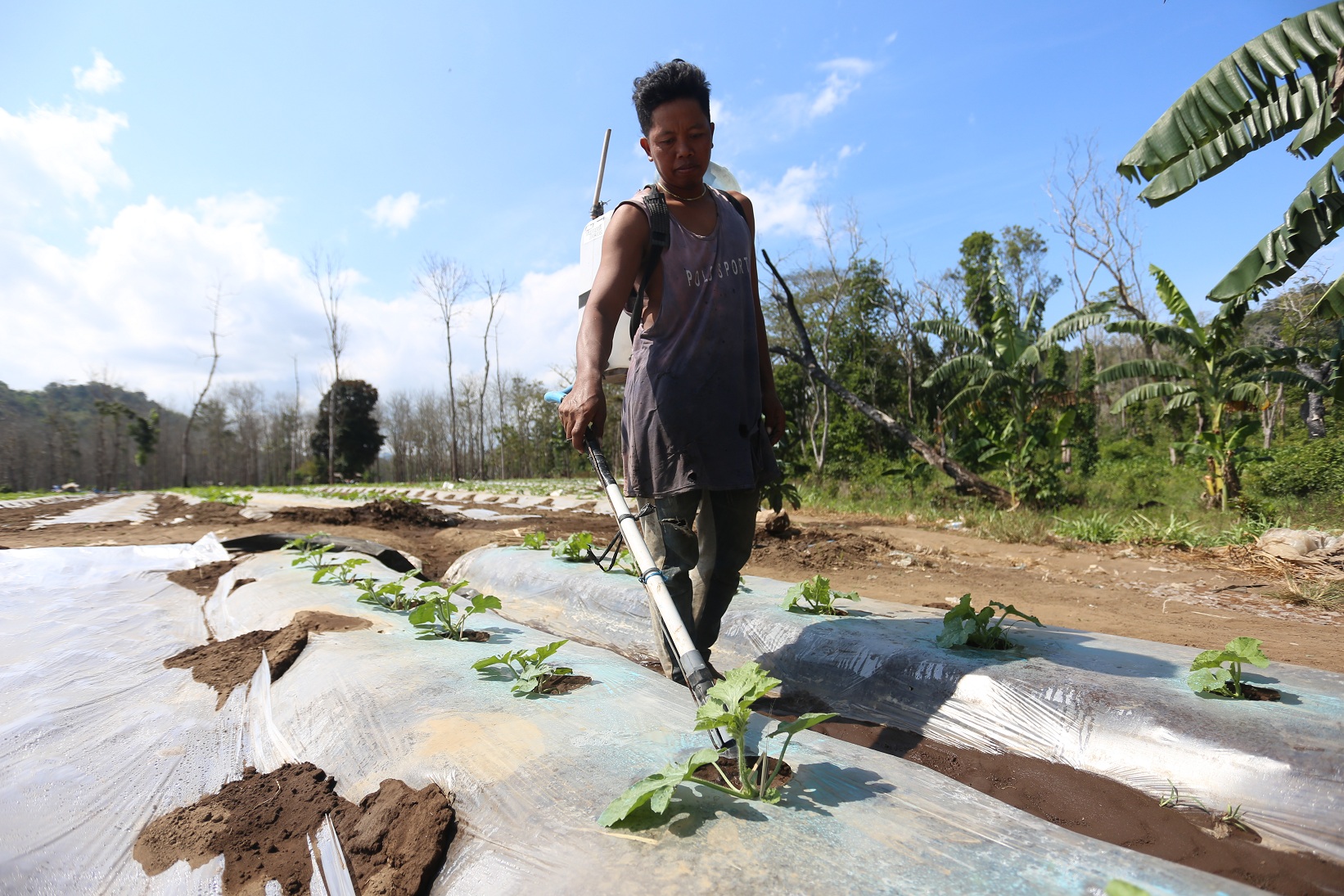 PERAWATAN: Suryadi, petani semangka Pantai Cangaan, Ungkalan, menyemprotkan fungisida.