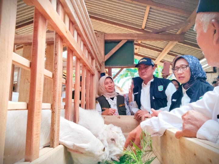 KUNJUNGI: Bupati Indah Amperawati dan Wabup Lumajang Yudha Adji Kusuma saat melihat peternakan kambing perah di Senduro, kemarin. (ADE APRYANIS/RAME)