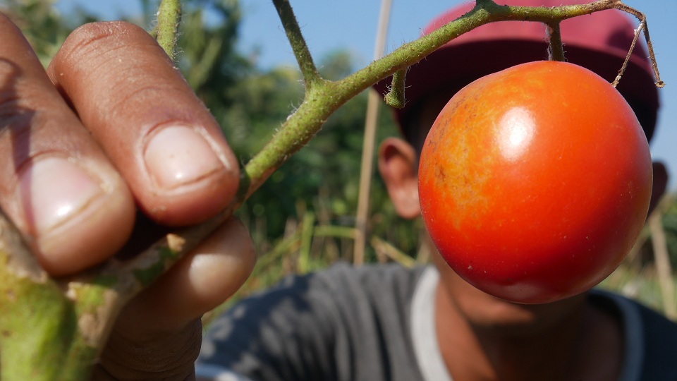 ANJLOK: Dodik, salah seorang petani hortikultura, memanen tomat di lahannya di Kelurahan Antirogo, Kecamatan Sumbersari, kemarin. Di tingkat petani, harga tomat hanya seribu rupiah per kilogram.