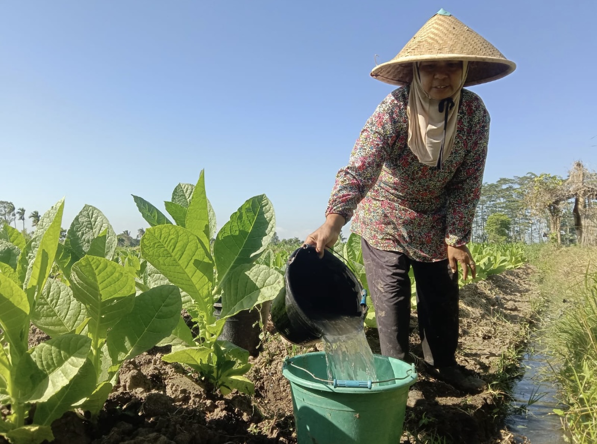 MERAWAT: Petani tembakau saat merawat tanaman miliknya beberapa waktu lalu. (FAQIH HUMAINI/RADAR IJEN)