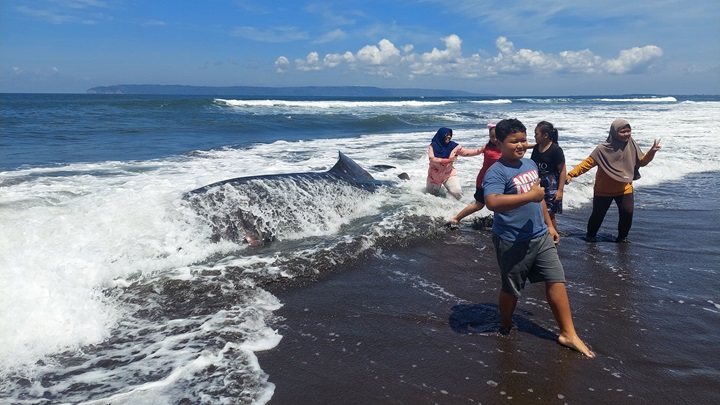 NEKAT BASAH BASAHAN: Pengunjung pantai Pancer Puger, Desa Puger Kulon, Kecamatan Puger nekat basah basahan hanya untuk bisa foto