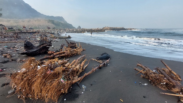 BANYAK SAMPAH KAYU: Sampah kayu dan barongan bambu akibat terbawa banjir menumpuk disekitar pantai Pancer Puger, Desa Puger Kulon, Kecamatan Puger.