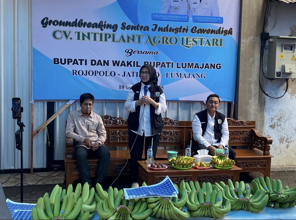 PASTIKAN: Bupati Lumajang Indah Amperawati bersama Wakil Bupati Lumajang Yudha Adji Kusuma saat mengunjungi salah satu sentral produksi pisang.(ATIEQSON MAR IQBAL/RAME)