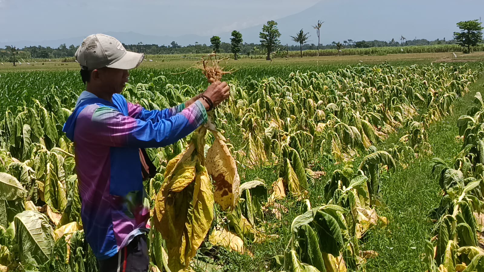 LAYU : Tanaman tembakau milik petani di Kecamatan Tekung menguning dan layu setelah dilanda hujan berturut-turut.(ADE APRYANIS/RAME)