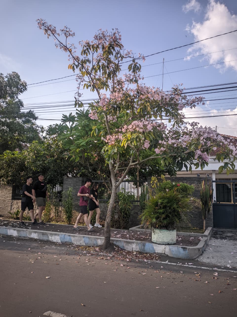ALA-ALA JEPANG: Suasana sepanjang jalan Mayjen Sutoyo, Dabasah terdapat banyak pohon tabebuya yang bunganya sudah mulai bermekaran.