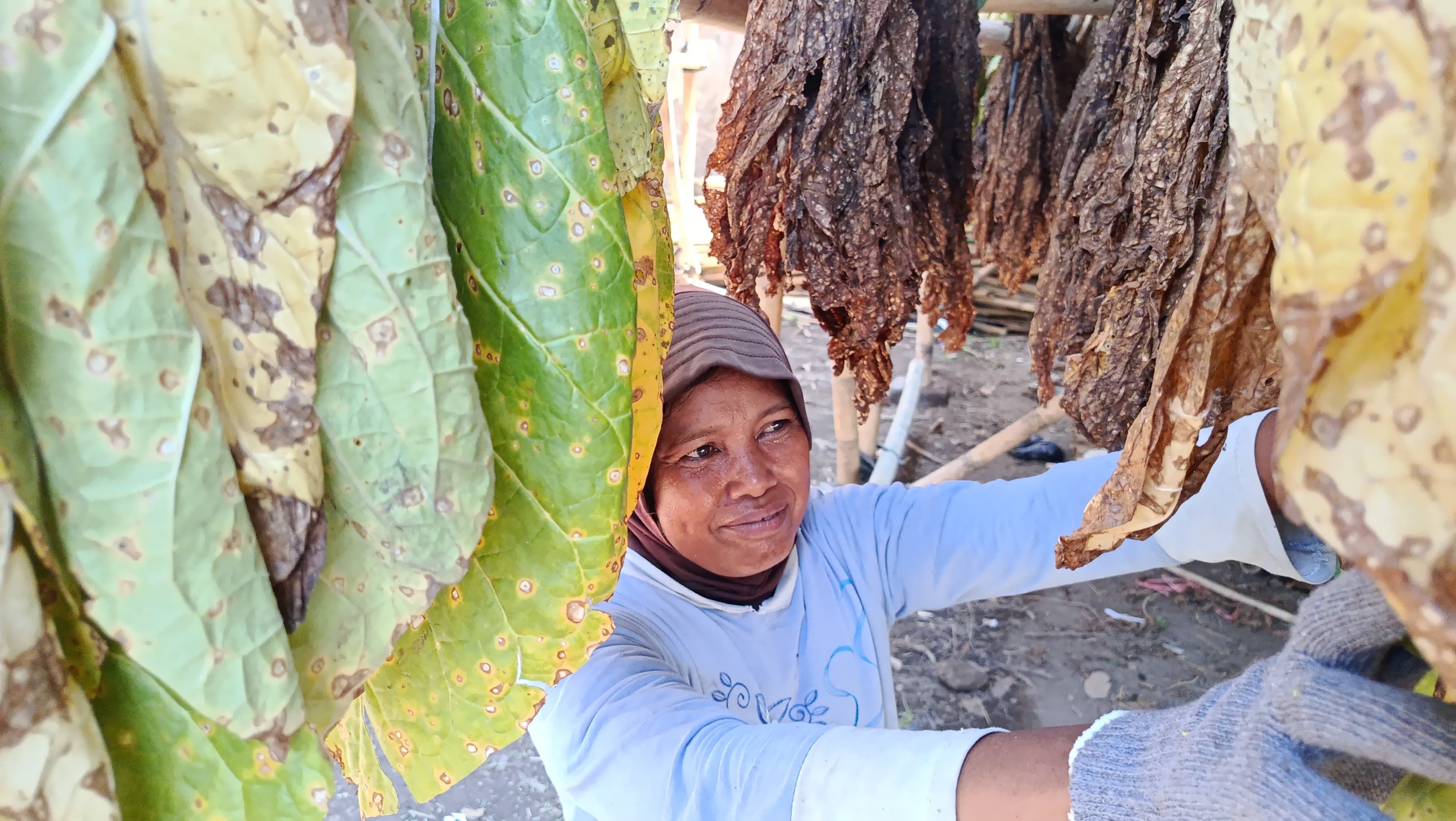 DITATA: Pekerja saat menata tembakau jenis white barley di gudang pengeringan tembakau agar tanaman cepat kering di Desa Wonosari, Kecamatan Tekung.(ADE APRYANIS/RAME)