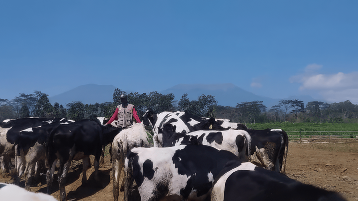 TERUS DIAWASI: Salah satu petugas di Peternakan Sapi Perah PT Bumi Kironggo Joyo ketika mengawasi sapi-sapi yang ada di kandang.
