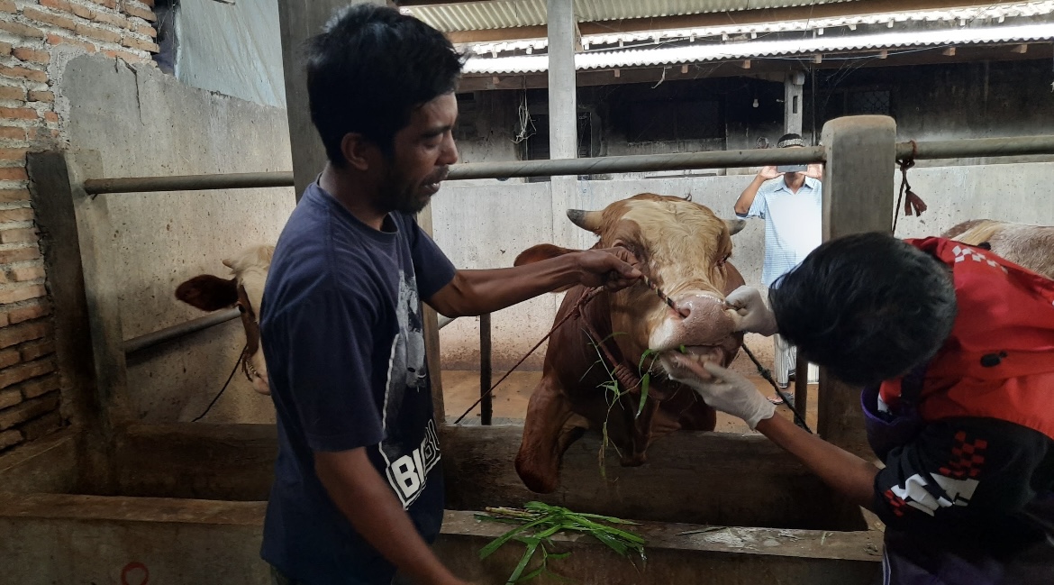 DIPERIKSA: Petugas saat mengecek kondisi sapi milik salah satu peternakan di Desa Bataan Kecamatan Tenggarang beberapa waktu lalu. (FAQIH HUMAINI/RADAR IJEN)