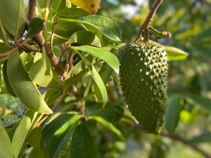 TUMBUH SUBUR : Daun Sirsak tumbuh dengan sehat dan memiliki banyak manfaat bagi kesehatan (pict : pinterest)