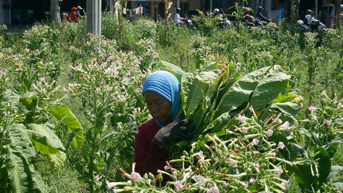 SEGERA REVISI: Petani memanen tembakau di Kelurahan Kebonsari, Kecamatan Kaliwates, awal pekan lalu. DPRD Jember sepakat agar Perda Pertembakauan segera direvisi.