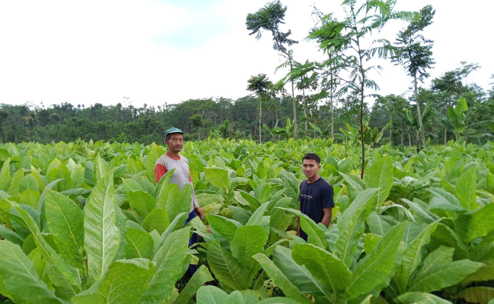 PANTAU: Kondisi tembakau white burley di Lumajang sebagian masih terselamatkan dari pengaruh kemarau basah dan memiliki nilai jual tinggi.(ADE APRYANIS/RAME)