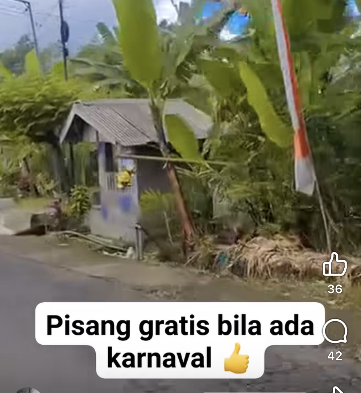 Tangkap layar sebuah pisang dibiarkan tergelantung untuk dinikmati oleh warga.