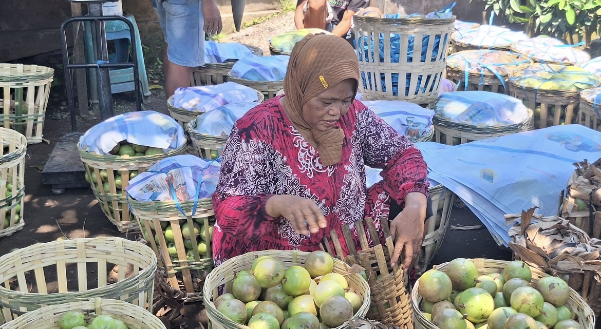 DICEK : Seorang pengepul buah kenitu di Lumajang sedang memilah buah kondisi baik yang mulai memasuki musim langka. (AINUN MUSYAROF)