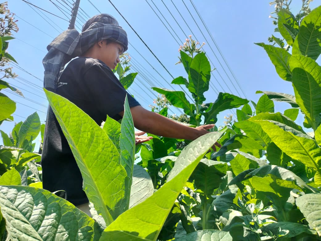 CEK KUALITAS DAUN: Salah seorang petani tembakau ketika melihat dan cek daun tembakau sebelum proses panen. Kini harga tembakau di Bondowoso belum stabil, salah satu kendalanya soal cuaca. (YUNITA)