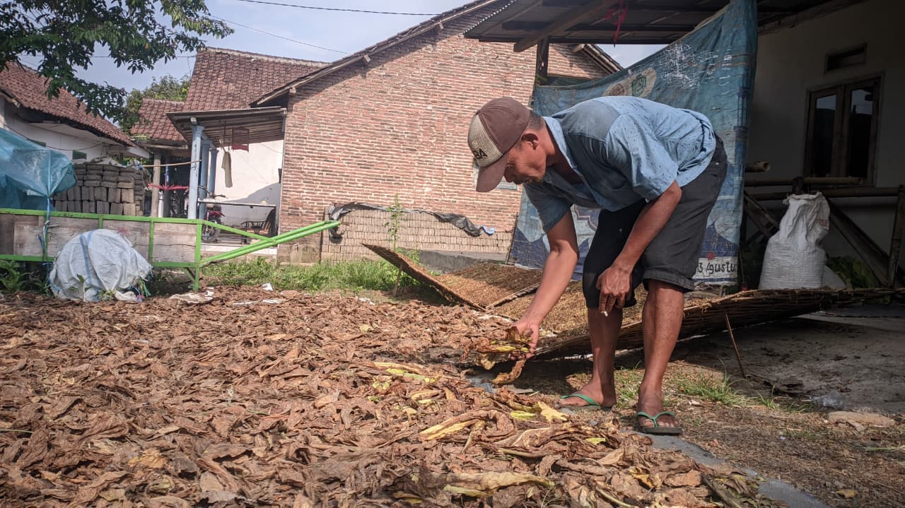 PANEN TAK SEMPURNA: Seorang petani menjemur tembakau yang hasilnya kurang maksimal. Kondisi ini membuat harga jual di pasaran berpotensi lebih rendah.(NISWA GHINA SACHIYA)