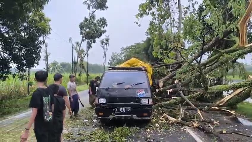 TIDAK ADA KORBAN: Mobil pikap yang disopiri Nur Cholis, 60, warga Sidoarjo dari arah timur yang tertimpa pohon jenis trembesi di Dusun Tayyeng, Desa Rowotengah, Kecamatan Sumberbaru.
