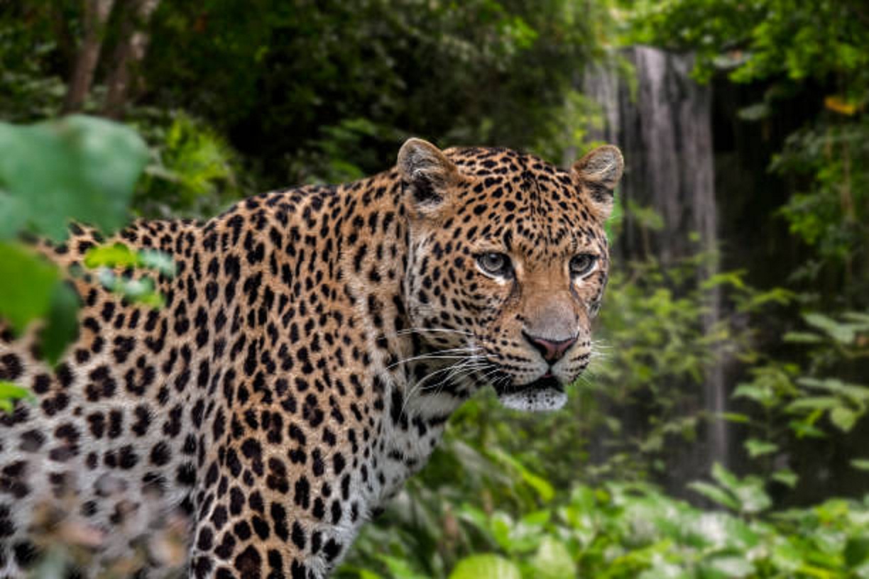 Ilustrasi macan tutul Jawa (Panthera pardus melas).