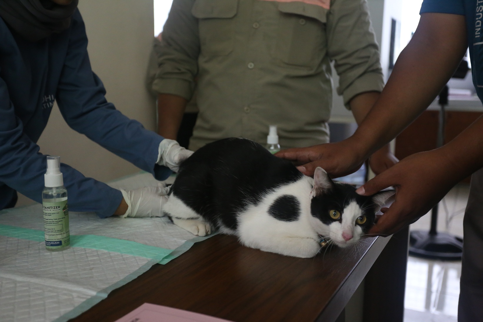 DIPERIKSA: Salah satu kucing diperiksa di Klinik Hewan DKPP Jember, Senin (29/9) lalu. Pemkab bekerja sama dengan PHDI menggelar sterilisasi kucing untuk mengendalikan populasi tersebut.