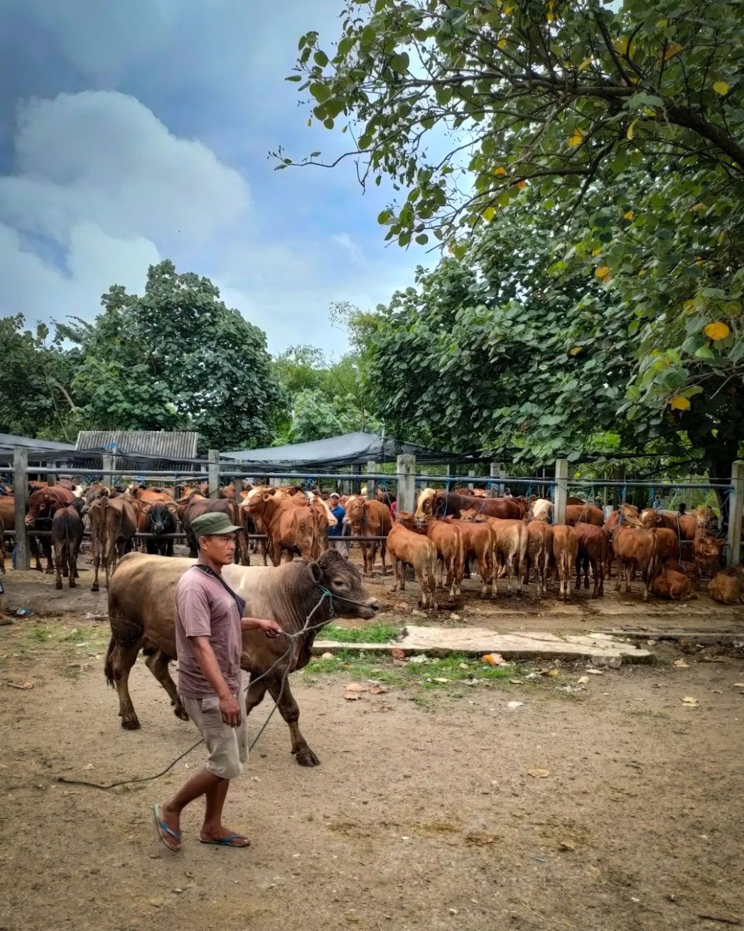BERAKTIVITAS: Para peternak hewan pilih berdagang di pasar kademangan ketimbang di Silolembu.