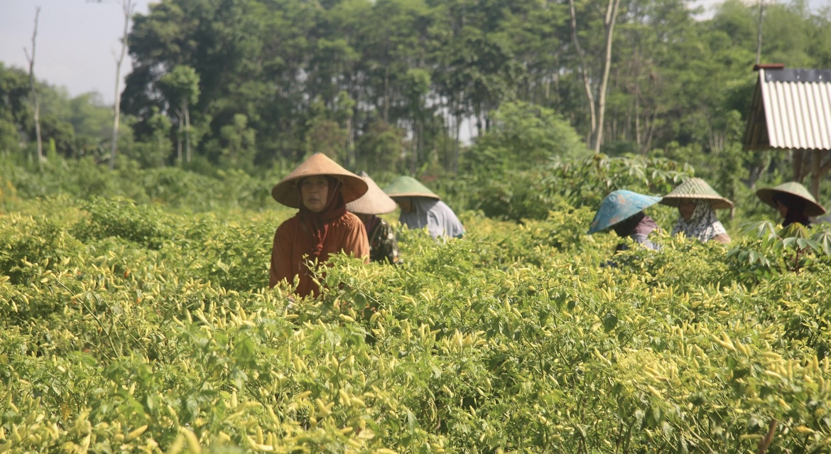 PANEN: Sejumlah petani di Kecamatan Lumajang saat memanen cabai di lahannya.(ATIEQSON MAR IQBAL/RAME)