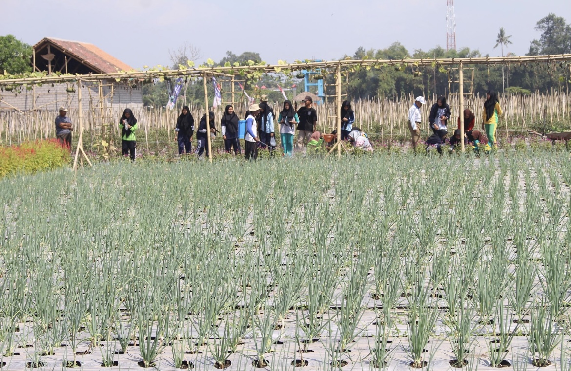 DIPUPUK: Petani saat memupuk dan mengecek tanamannya agar terhindar dari serangan hama.(ADE APRYANIS/RAME)